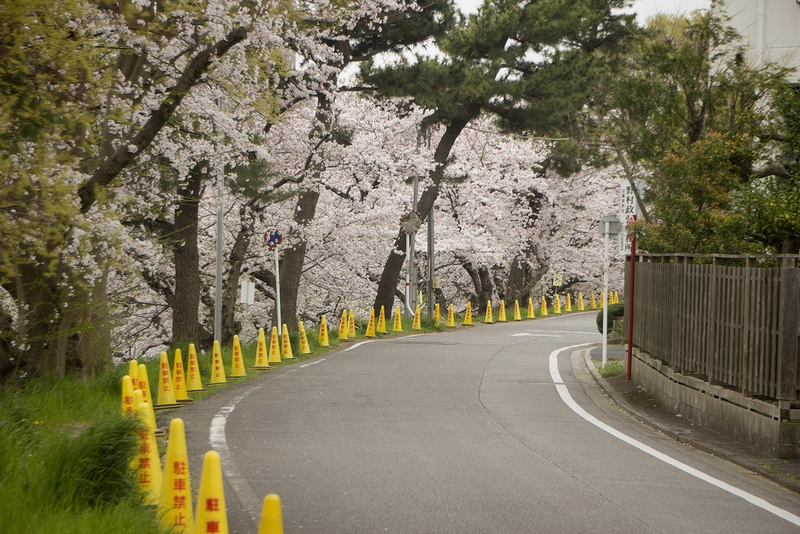 Illustration for article titled Random Walk Around My Place #2: Sakura Edition